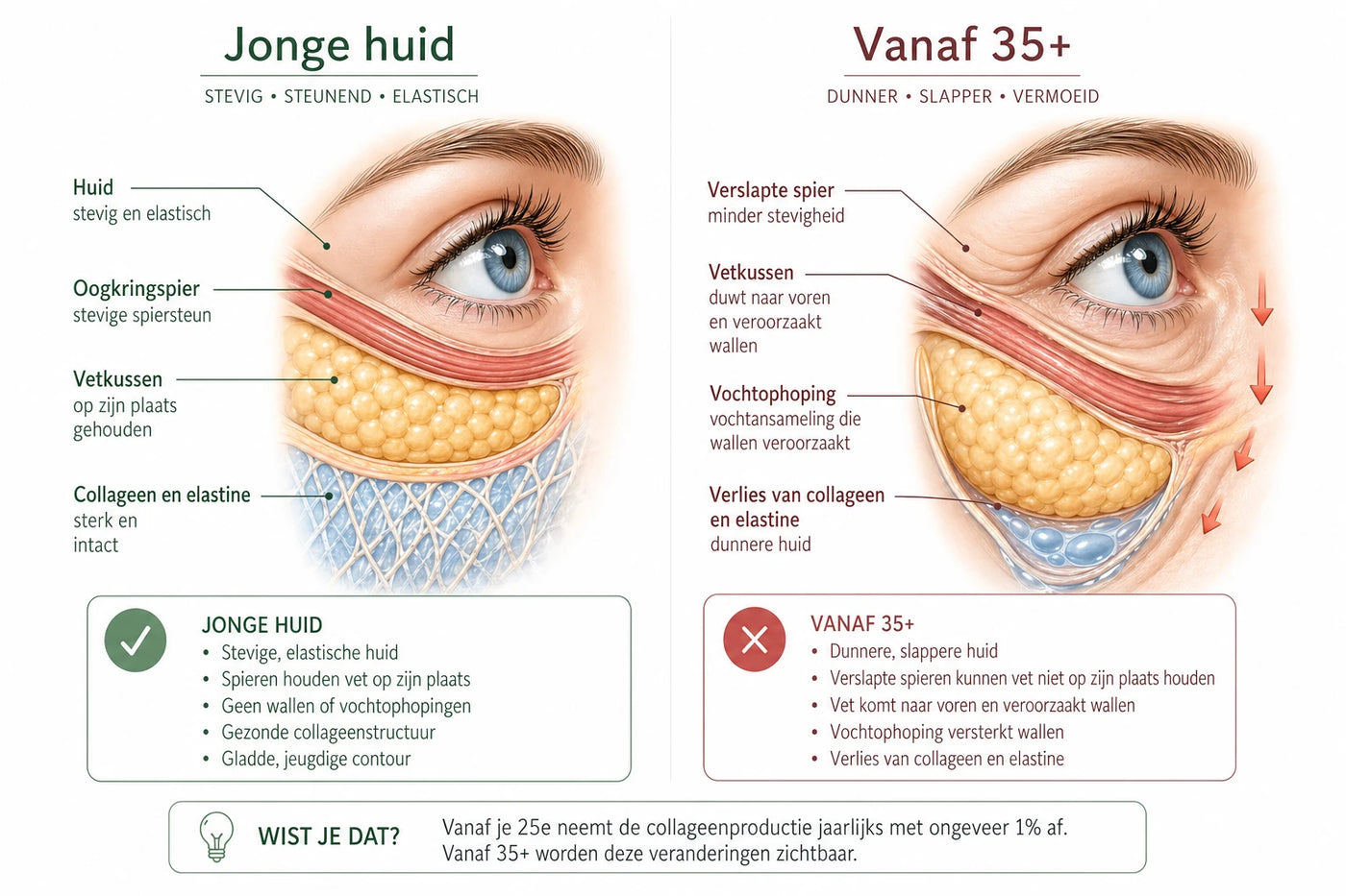 What is really happening under your eyes — and why no cream can solve it